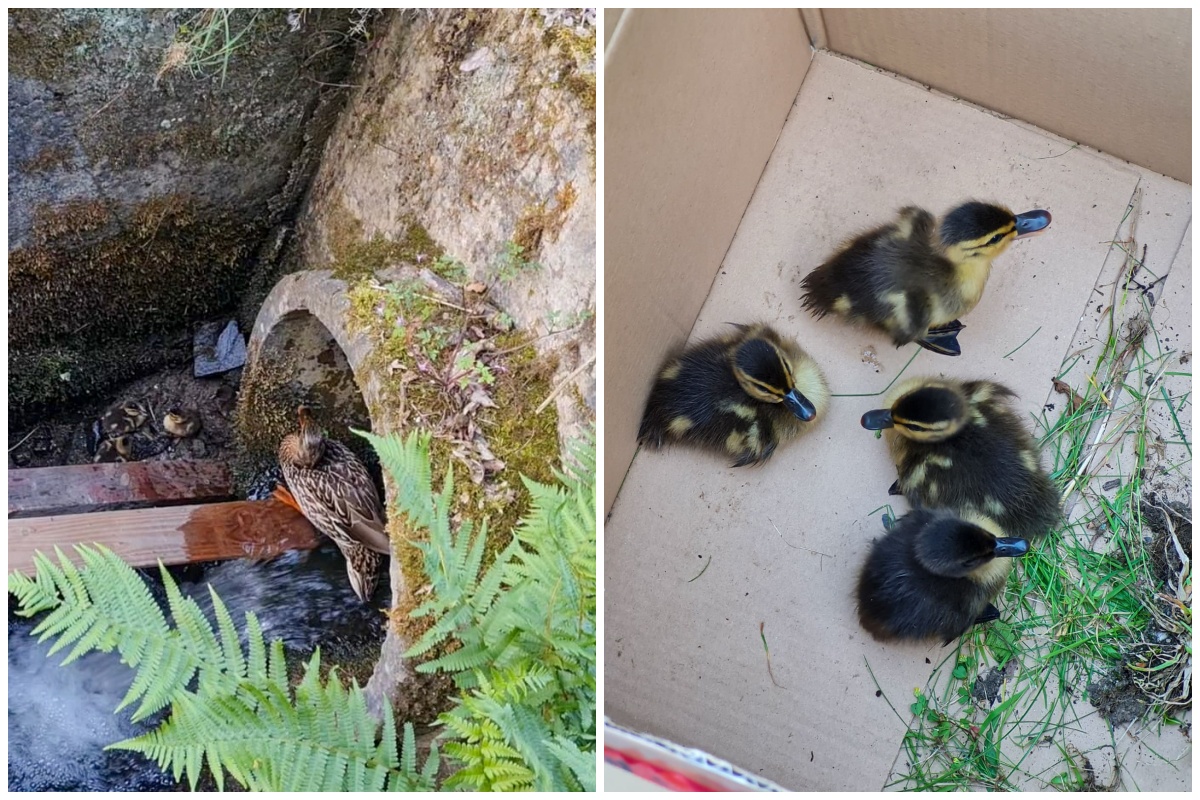 Durch den Einsatz der Beamtinnen konnten die Entenkken gerettet und die Familie wieder zusammengefhrt werden. (Fotos: Polizei Linz am Rhein)