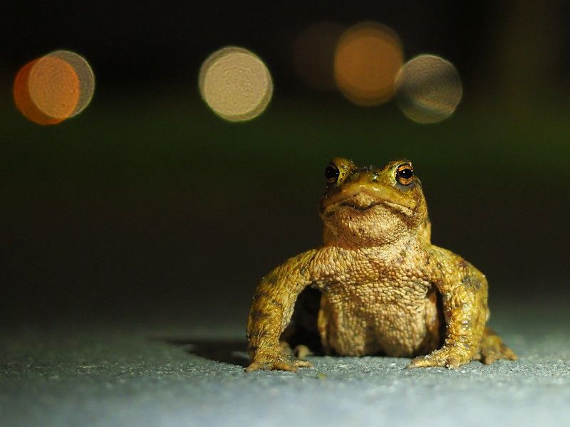 Amphibien suchen wieder Laichgewsser auf