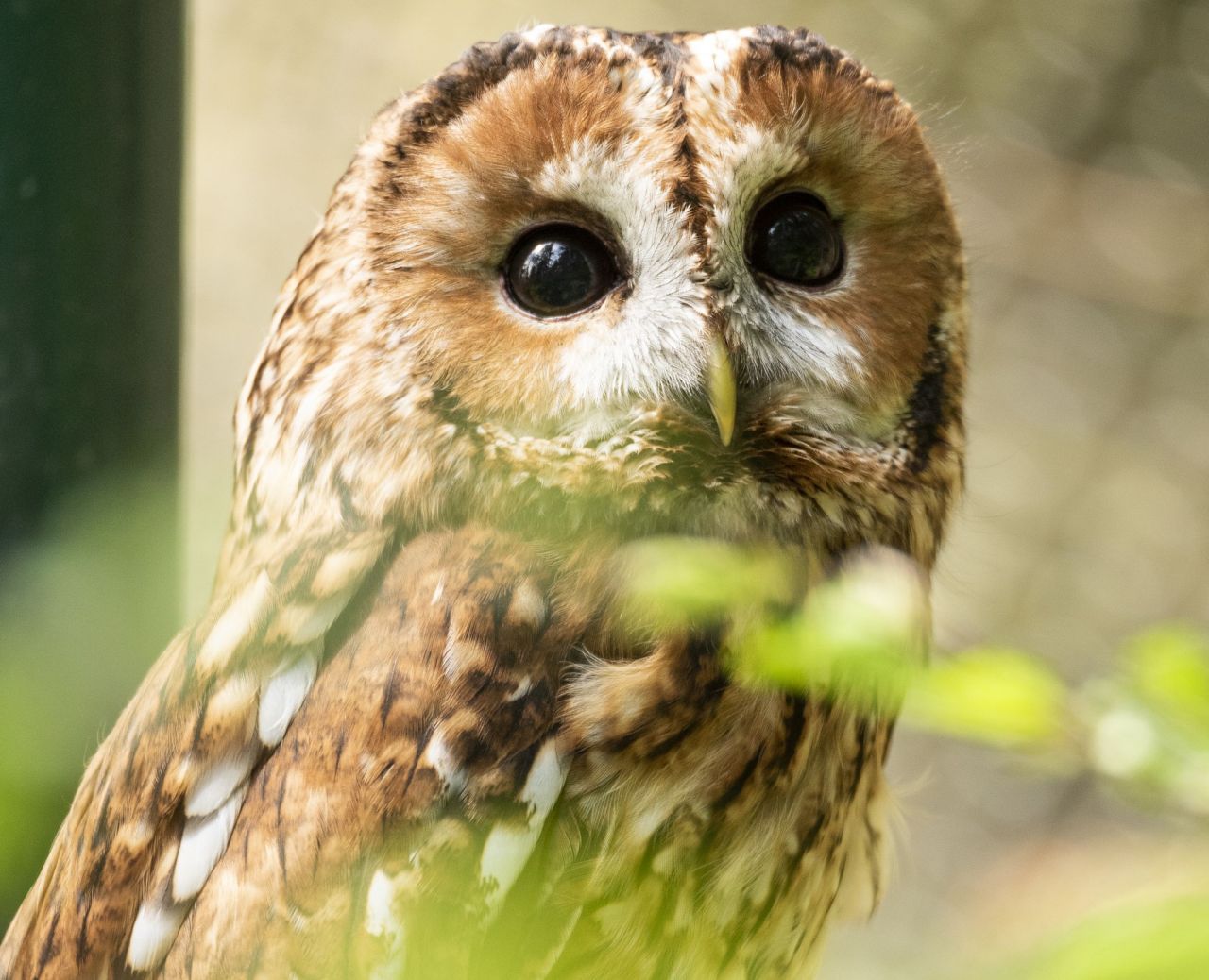 Kleine Eulen im Waldrevier