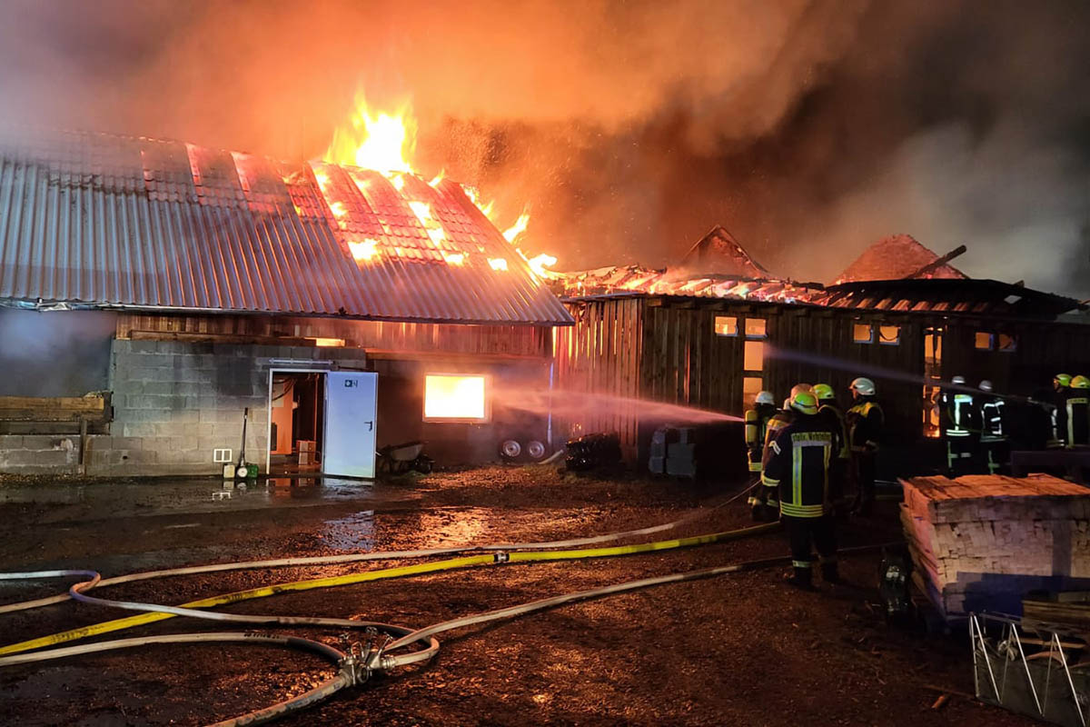 Vier junge Katzen konnten vor den Flammen gerettet werden. Foto: RS Media