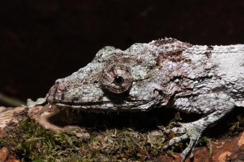 Falsches Chamleon. Foto: David Otte, Zoo Neuwied