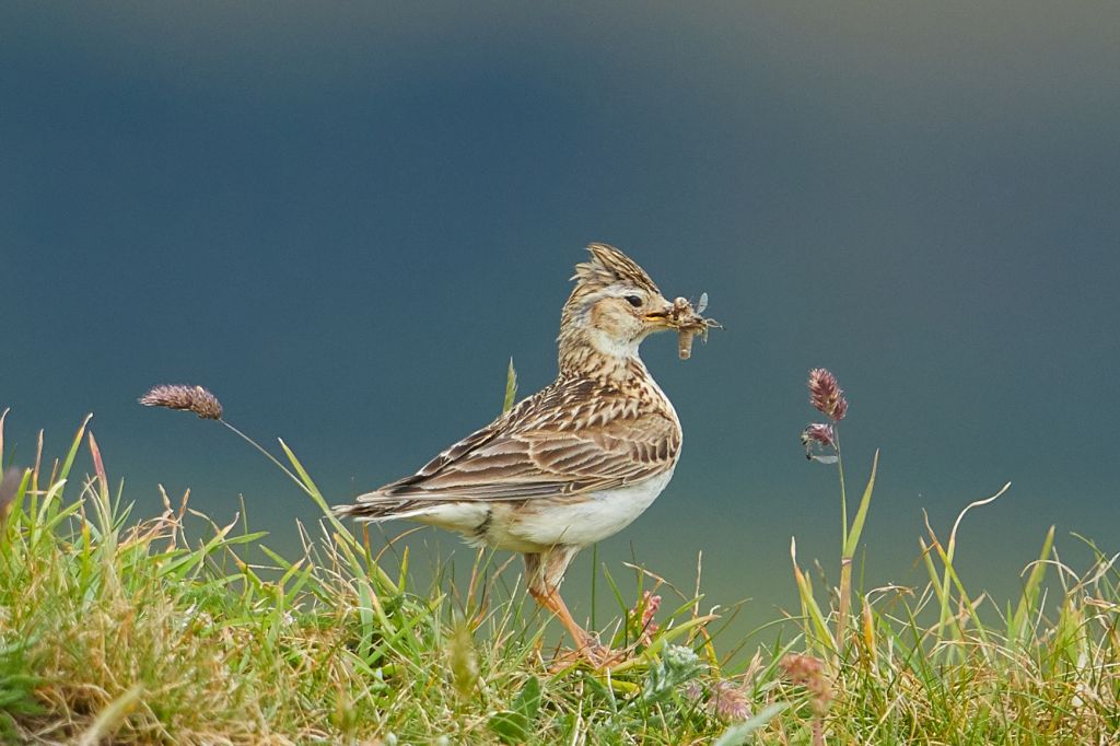 Naturerleben: Ab ins Grne  aber mit Rcksicht