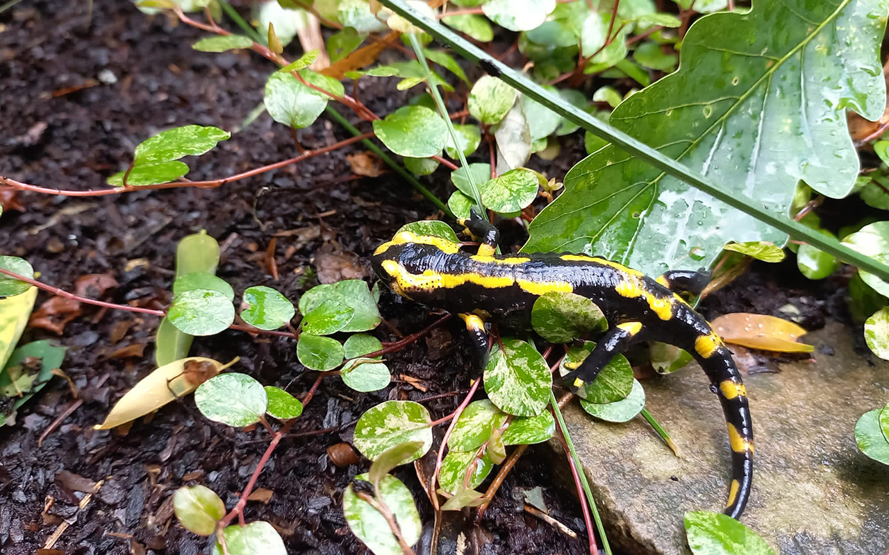 Was haben die Scharnierschildkrte und der Europische Feldhamster gemeinsam?