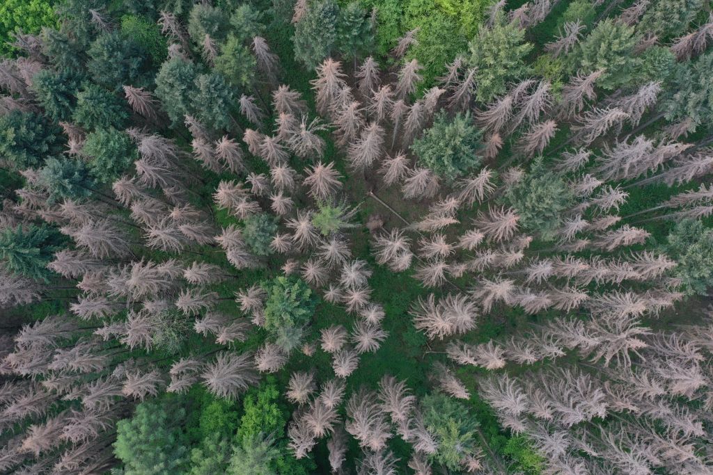 Die Heimat im Fokus  Unsere Wlder im Klimawandel!?