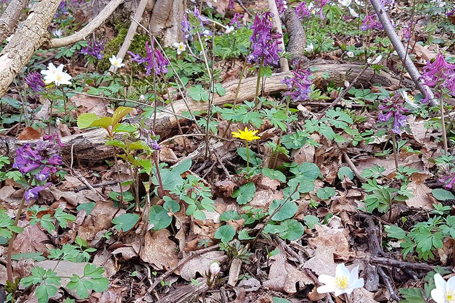 Frhlingserwachen im Wald