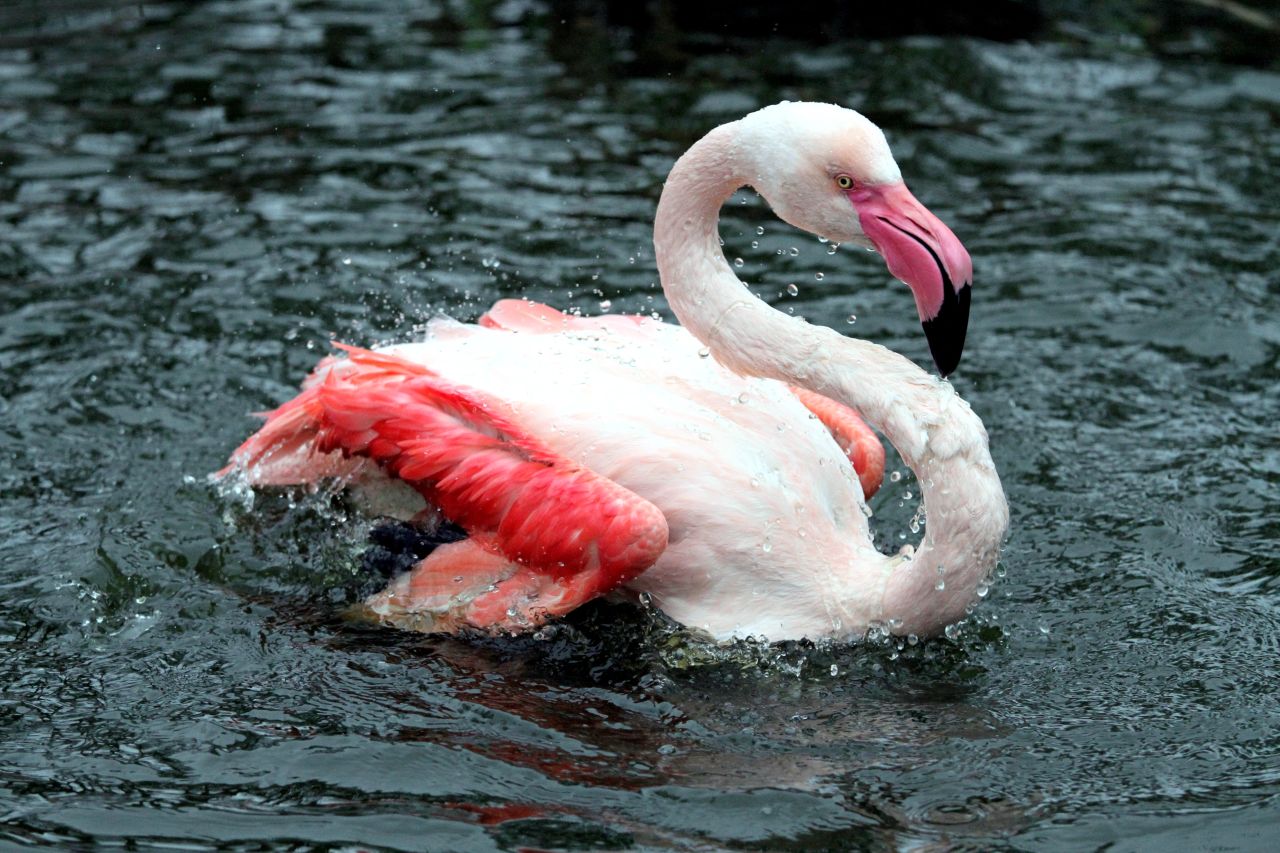 Flamingo. Fotos: Zoo Neuwied