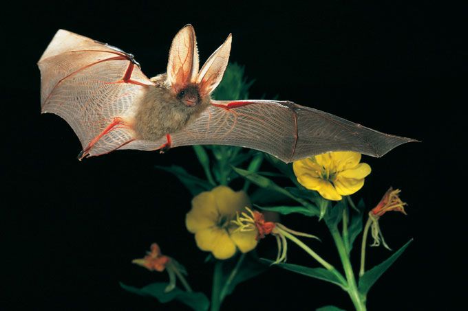 Braunes Langohr fliegt durch Nachtkerzen - Foto: Dietmar Nill, NABU