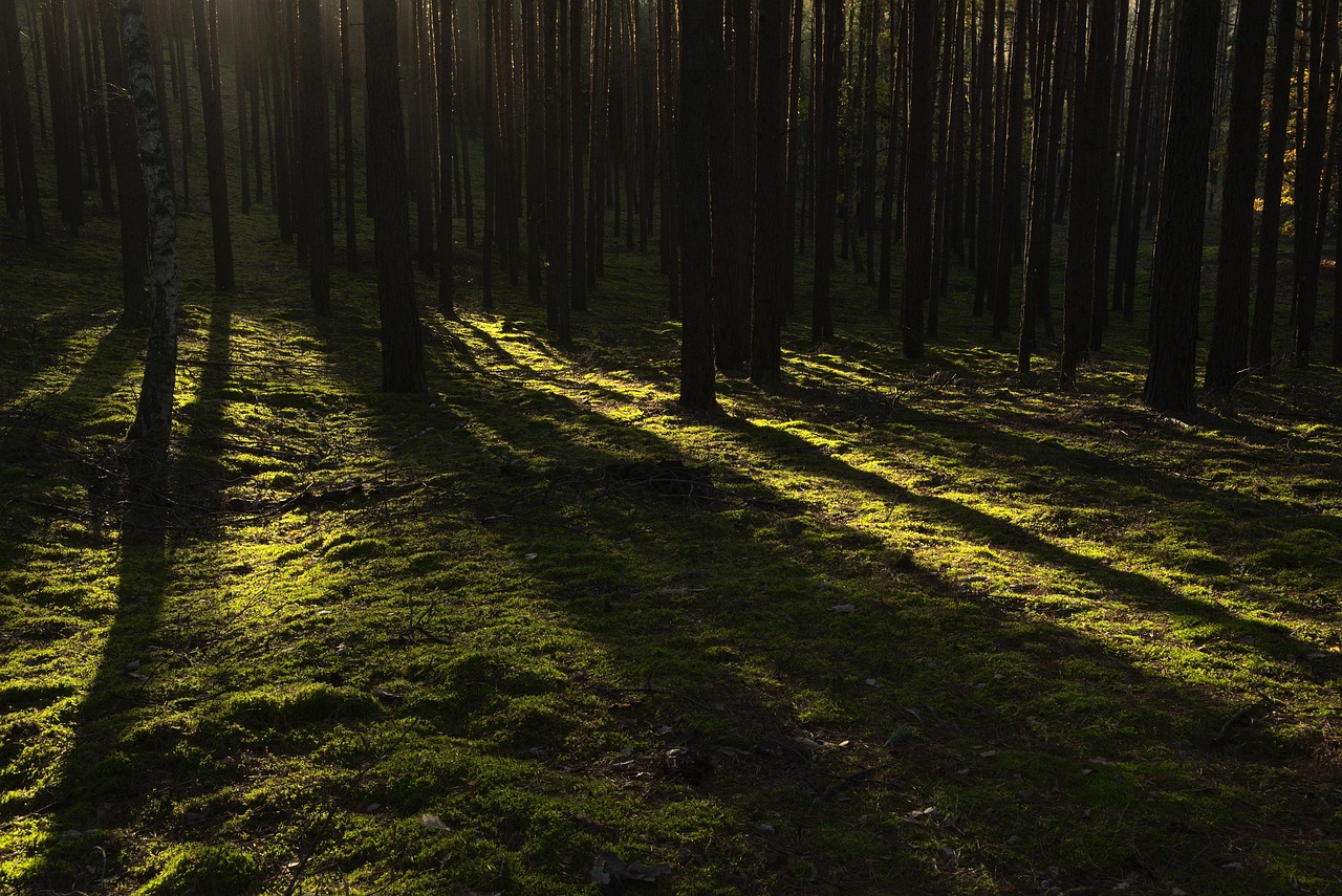 Symbolbild: Pixabay.