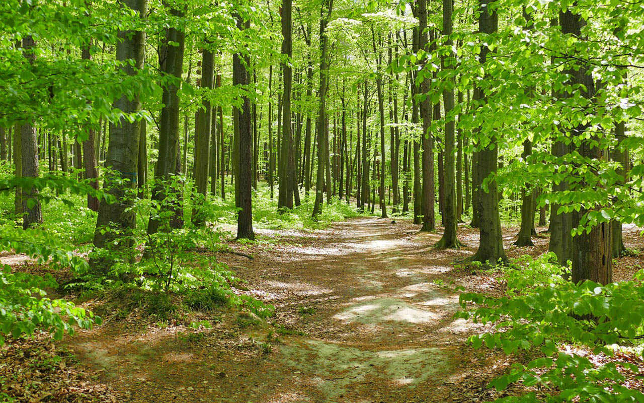 Friedwald Wildenburger Land beim Spaziergang kennenlernen