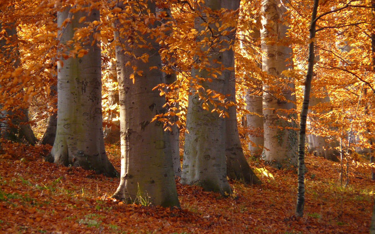 Waldfhrung durch den Bestattungswald Wildenburger Land