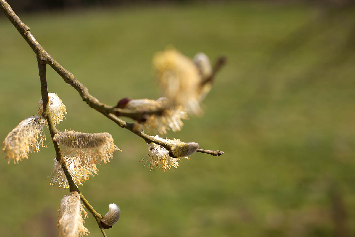 Die Blüte der Weide kündigt den Frühling an. Foto: Wolfgang Tischler