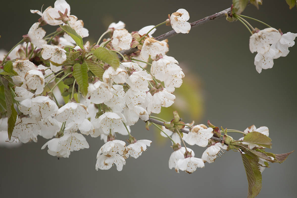 Die Obstbaumblte ist in vollem Gange. Foto: Wolfgang Tischler