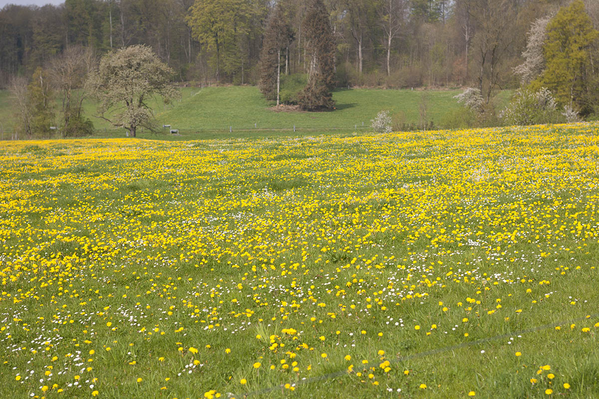 Der Frhling hat Einzug gehalten. Foto: Wolfgang Tischler