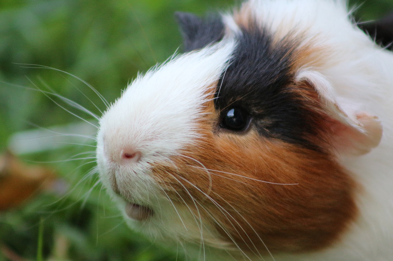 Lebendes Meerschweinchen in Mlltonne entsorgt