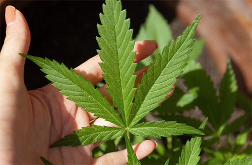 Foto Quelle: pixabay.com / <a href=https://pixabay.com/de/photos/cannabis-cbd-marihuana-hanf-ganja-5003417/ target=_blank rel=nofollow>cannabis-cbd-marihuana-hanf-ganja</a>
