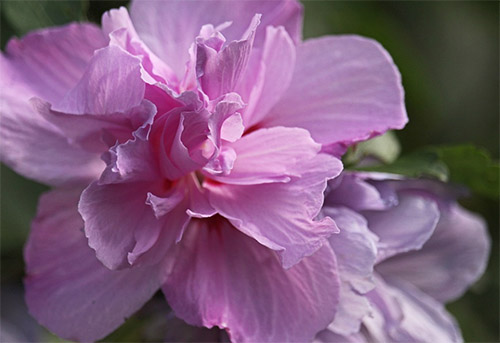 Hibiskus-Hecke schneiden: in fnf einfachen Schritten