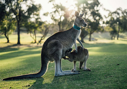 Australien  pulsierende Metropolen, atemberaubende Landschaften und einzigartige Tierwelt