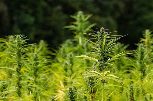 Wie ist die Wirkung von Cannabis?
