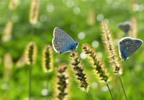 Foto Quelle: <a href=https://pixabay.com/photos/butterfly-hauhechel-bluish-nature-3934592/ target=_blank rel=nofollow>pixabay.com</a>