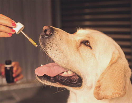 CBD wird derzeit als eine Art „Wundermittel“ beim Menschen gehandelt. Können auch Haustiere von einer möglichen Heilwirkung profitieren? Fotoquelle: pixabay.com