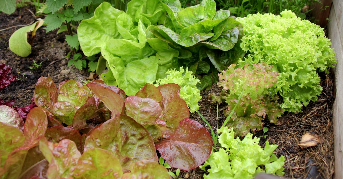 Am 6. Juli startet die Kreisvolkshochschule in Altenkirchen den Kurs Der kleine Bio-Gemsegarten. (Foto: KVHS)