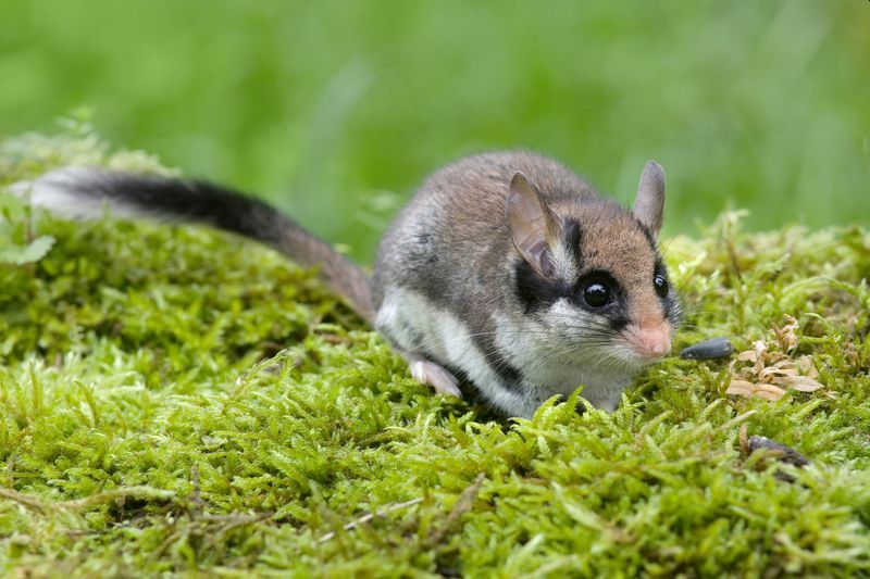 Gartenschlfer (Eliomys quercinus). Foto: Jiri Bohdal