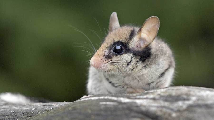 Der Gartenschlfer ist der "Zorro" unter den Schlafmusen. Foto: Jiř Bohdal, BUND