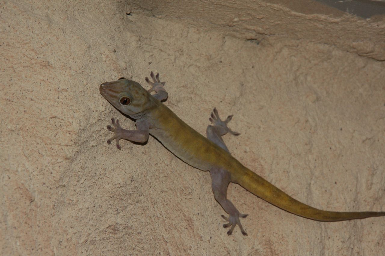 Geckos – Wahre Kletterkünstler