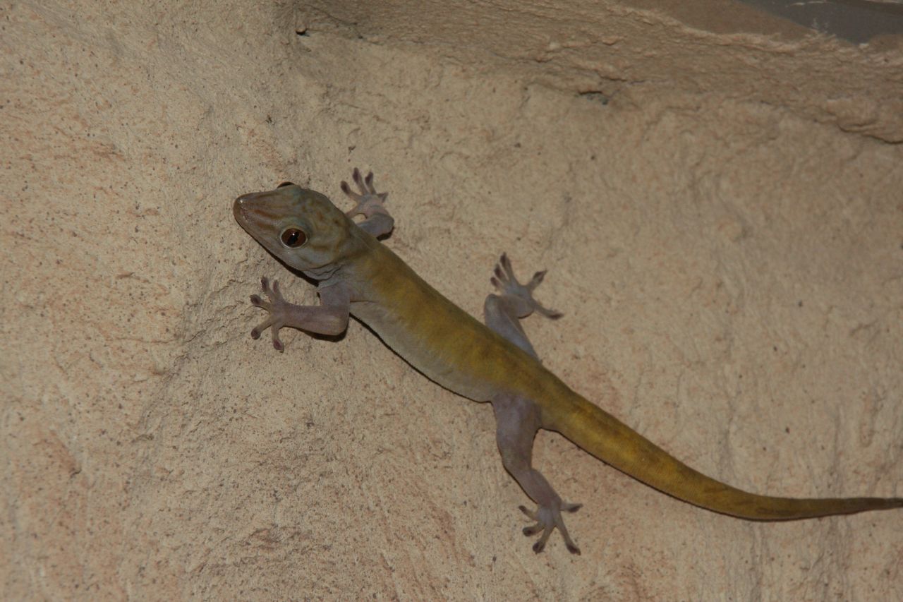 Geckos  Wahre Kletterknstler