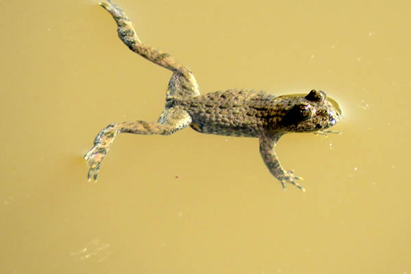 Die Gelbbauchunke. Foto: Kreisverwaltung