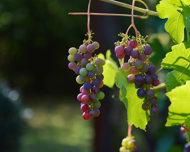 Bei den Westerwlder Literaturtagen war auch der Wein Thema. (Symbolfoto)