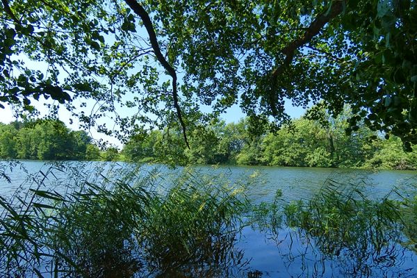 Blick von der Uferzone auf den Freilinger Weiher.