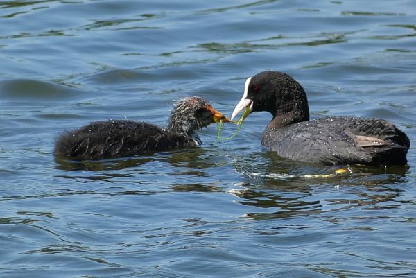 Eine Entenmama füttert ihr Junges.