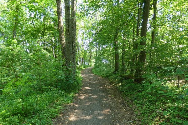 Der Wanderpfad fhrt grtenteils durch schattige Waldwege.