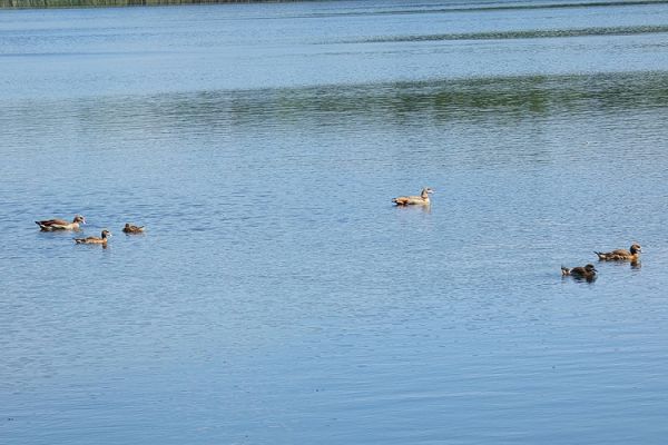 Die Westerwlder Seenplatte, ein Paradies fr Vgel.