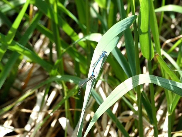 Libellen am Ufer des Wiesensees.