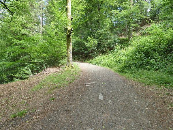 Rckweg Richtung Astert und Heimborn entlang der Nister.