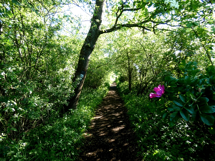 Wie im Mrchen erscheinen einige Teile des gut ausgebauten Wanderweges.