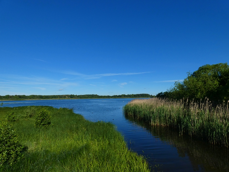 Die Wied fliet in den Dreifelder Weiher.