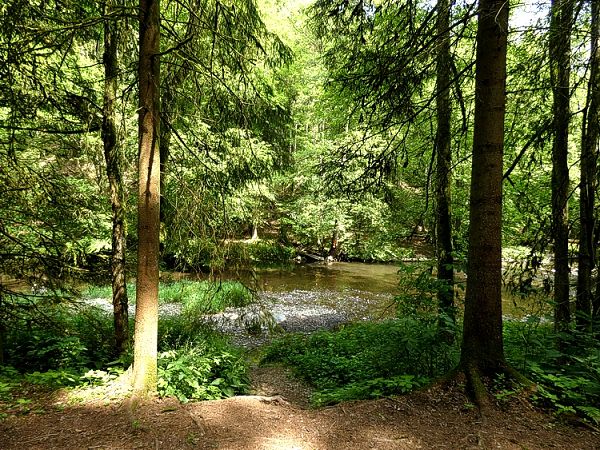 Blick vom Westerwaldsteig auf die Nister.