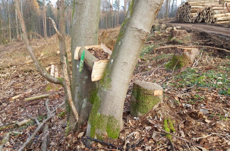 Eichelhherkiste im Caaner Gemeindewald. Fotos: privat