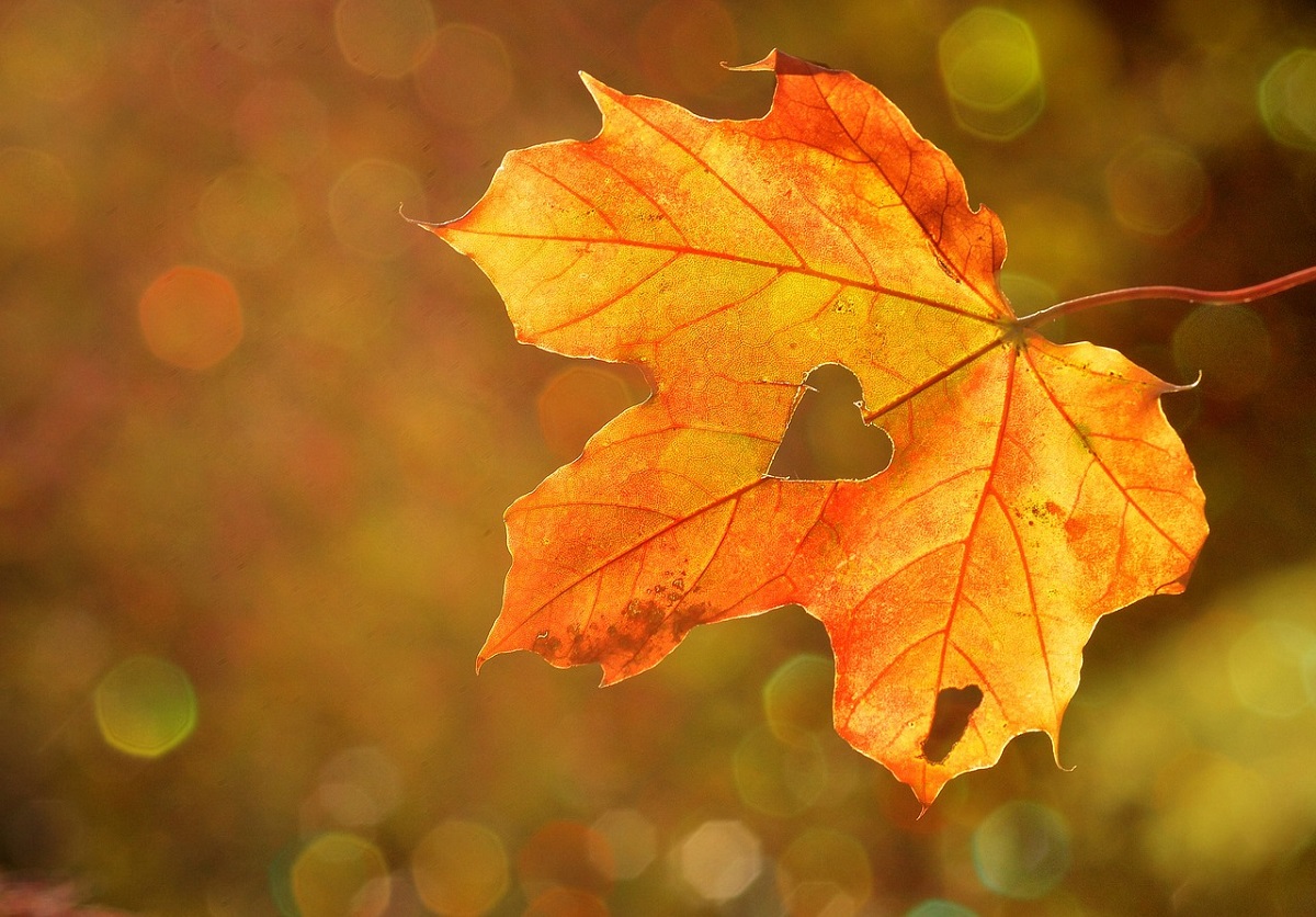 (Symbolbild: pixabay)