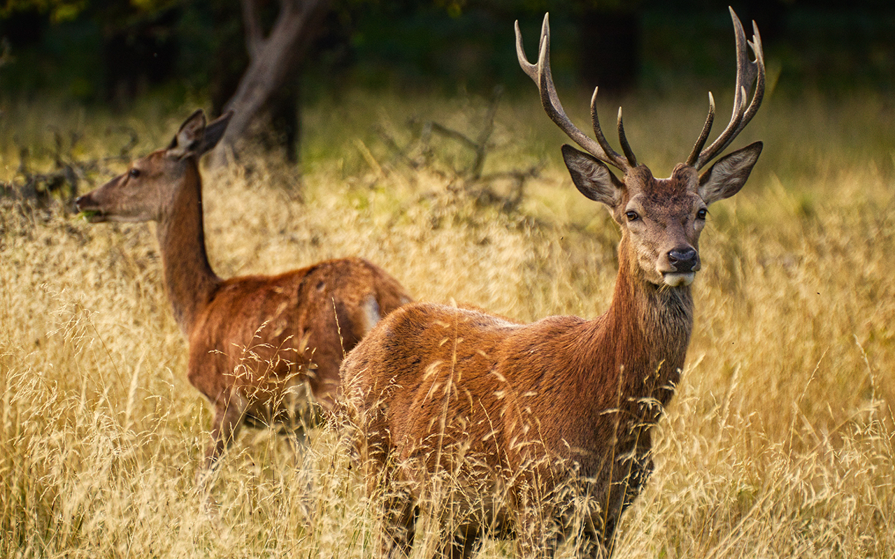 (Symbolbild: Pixabay)
