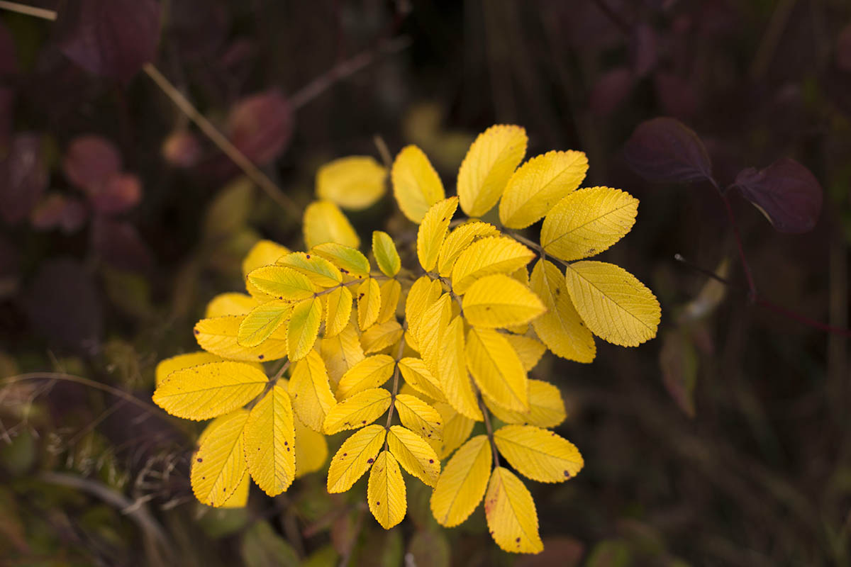 Der Herbst hlt Einzug, die ersten Bltter verfrben sich. Foto: Wolfgang Tischler