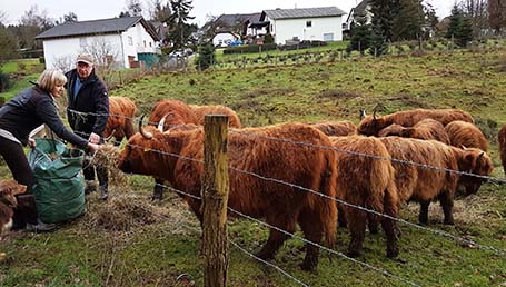 Stolze Besitzer der Herde Schottischer Hochlandrinder sind Heike und Alois Wittlich. Im Winter wird Heu beigefttert. Fotos: Rolf Schmidt-Markoski