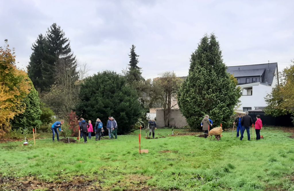 Hochzeitswald in Niederbieber wchst und wchst