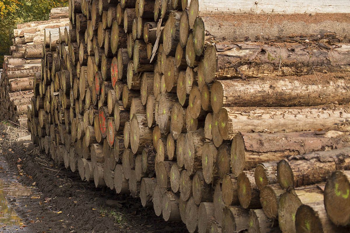 Wald weg, Waldbesitzer arm, Bauholz teuer und knapp