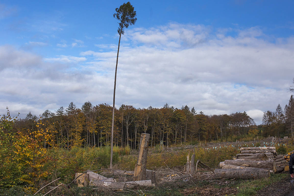 Waldbildungstage des Kreiswaldbauvereins Neuwied