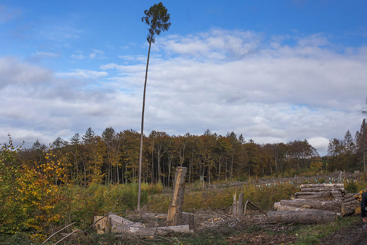 Der Wald soll wieder wachsen. Symbolfoto: Wolfgang Tischler