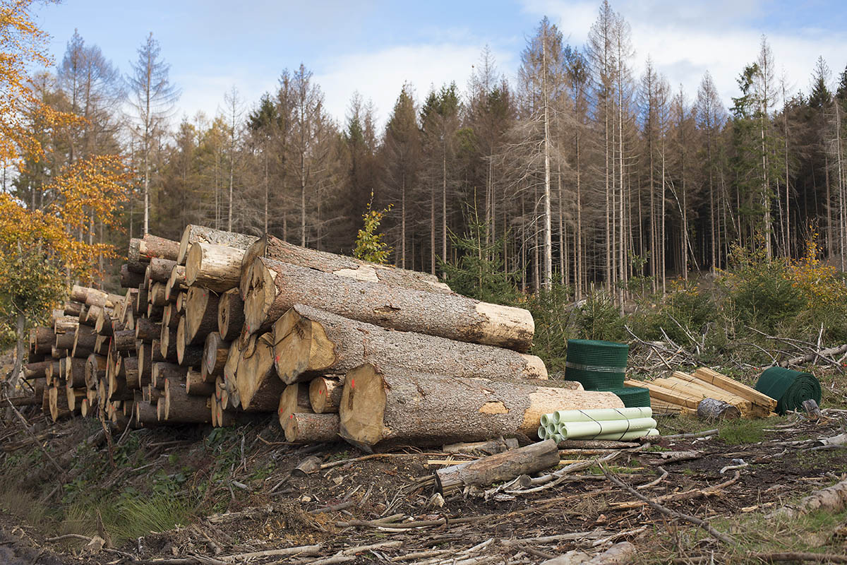 Frauenunion erkundet Folgen des Klimawandels fr den Wald